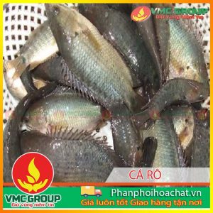 tac-nhan-gay-benh-den-than-o-ca-ro-dong-nuoi-tham-canh-pphcvm