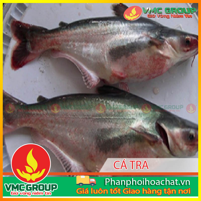 mot-so-benh-thuong-gap-va-cach-phong-tri-khi-nuoi-ca-tra-va-ca-basa-trong-be-pphcvm mot-so-benh-thuong-gap-va-cach-phong-tri-khi-nuoi-ca-tra-va-ca-basa-trong-be-pphcvm